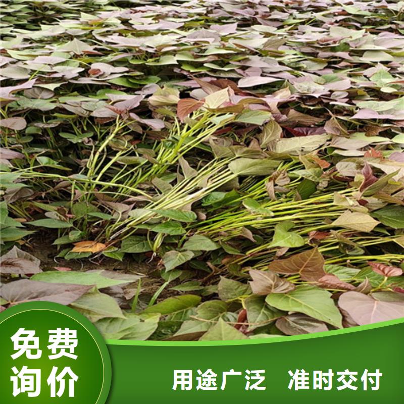 羽衣甘蓝粉视频-羽衣甘蓝粉_山西省晋城市市场覆盖阳城|高平|朔州|吕梁|临汾|太原|运城|阳泉等
