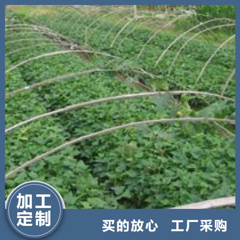 高产脱毒紫薯苗（凌紫品种）多年育苗经验