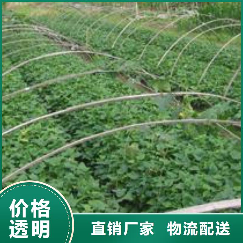 羽衣甘蓝粉视频-羽衣甘蓝粉_山西省晋城市市场覆盖阳城|高平|朔州|吕梁|临汾|太原|运城|阳泉等