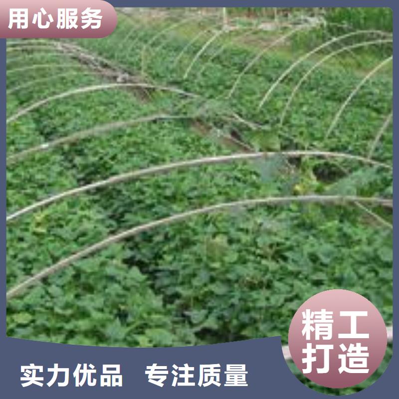 高产脱毒紫薯苗(凌紫品种)技术培训