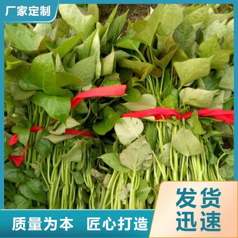 高产脱毒紫薯苗（凌紫品种）成活率高