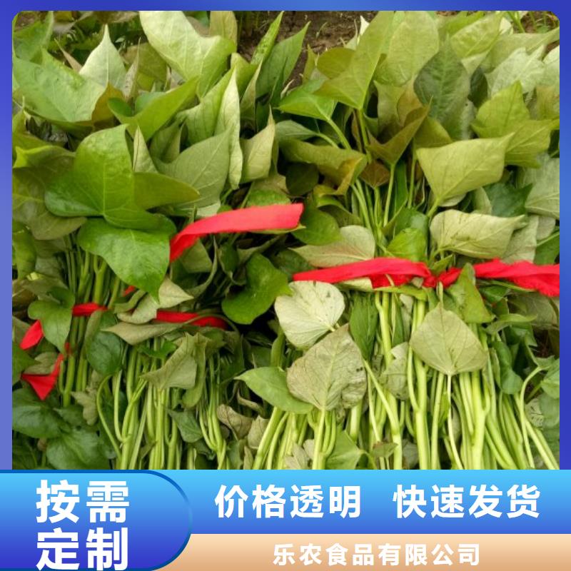 高产红薯苗（预售中）图片