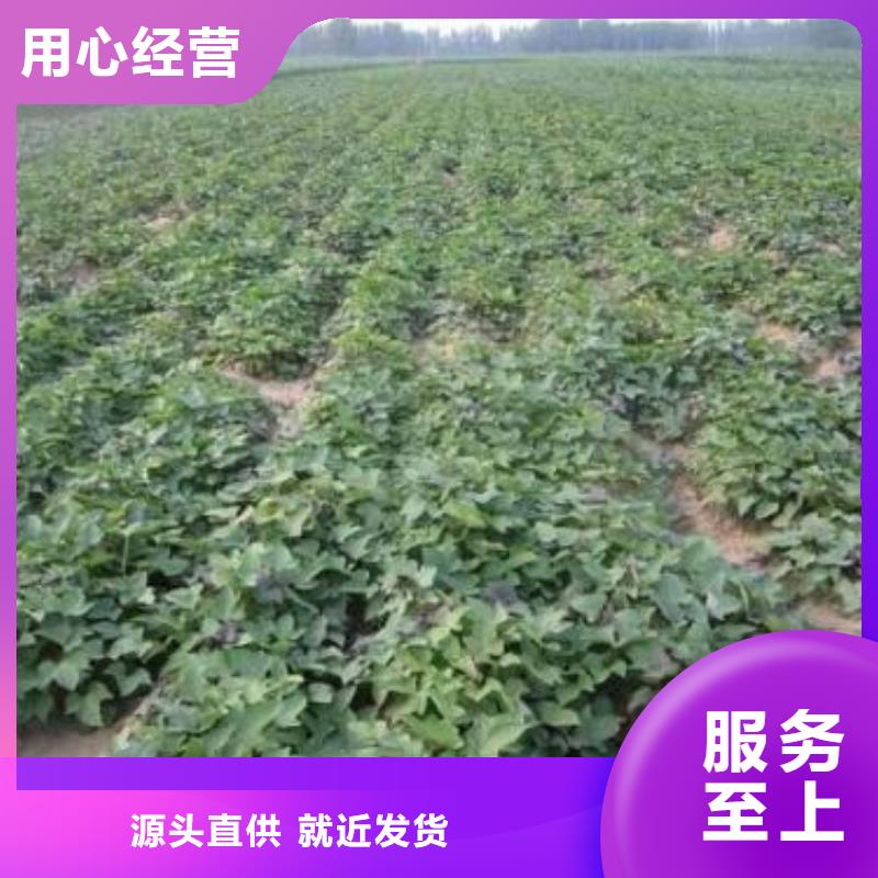 高产脱毒紫薯苗（凌紫品种）成活率高