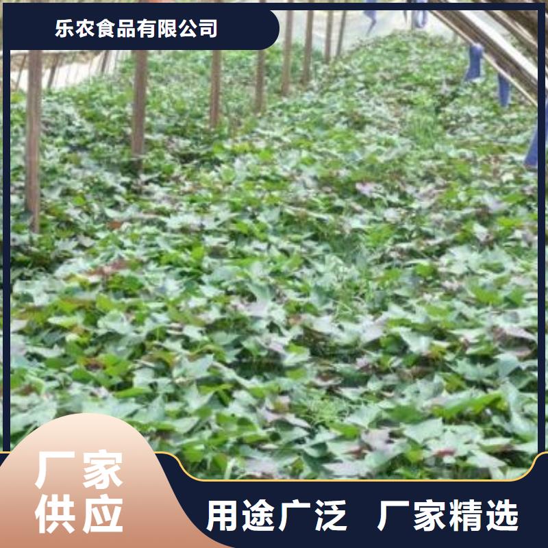 羽衣甘蓝粉视频-羽衣甘蓝粉|巢湖市|芜湖|淮南|安庆|阜阳|合肥|宣城