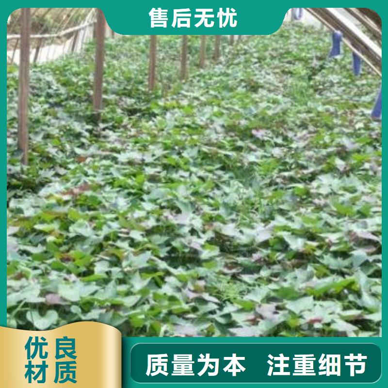 羽衣甘蓝粉视频-羽衣甘蓝粉_山西省晋城市市场覆盖阳城|高平|朔州|吕梁|临汾|太原|运城|阳泉等