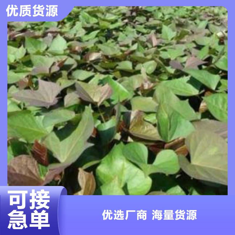 红甘薯苗（高剪苗）产量高