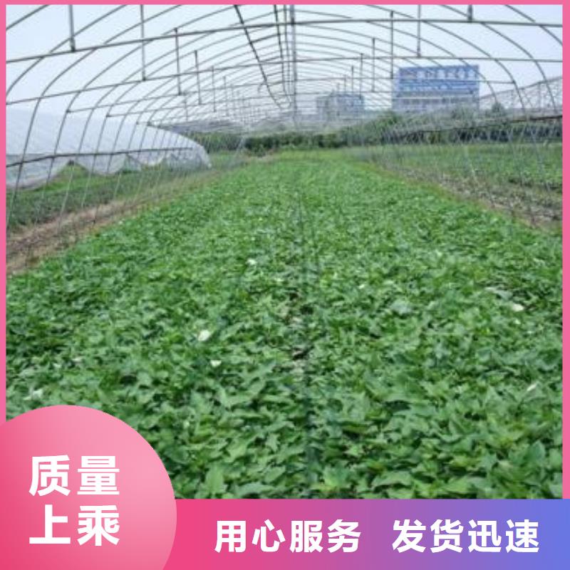 紫薯苗羽衣甘蓝粉厂家大量现货