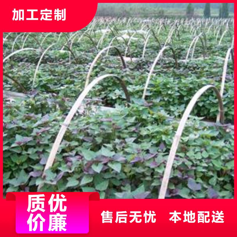 高产红薯苗（预售中）致电详询