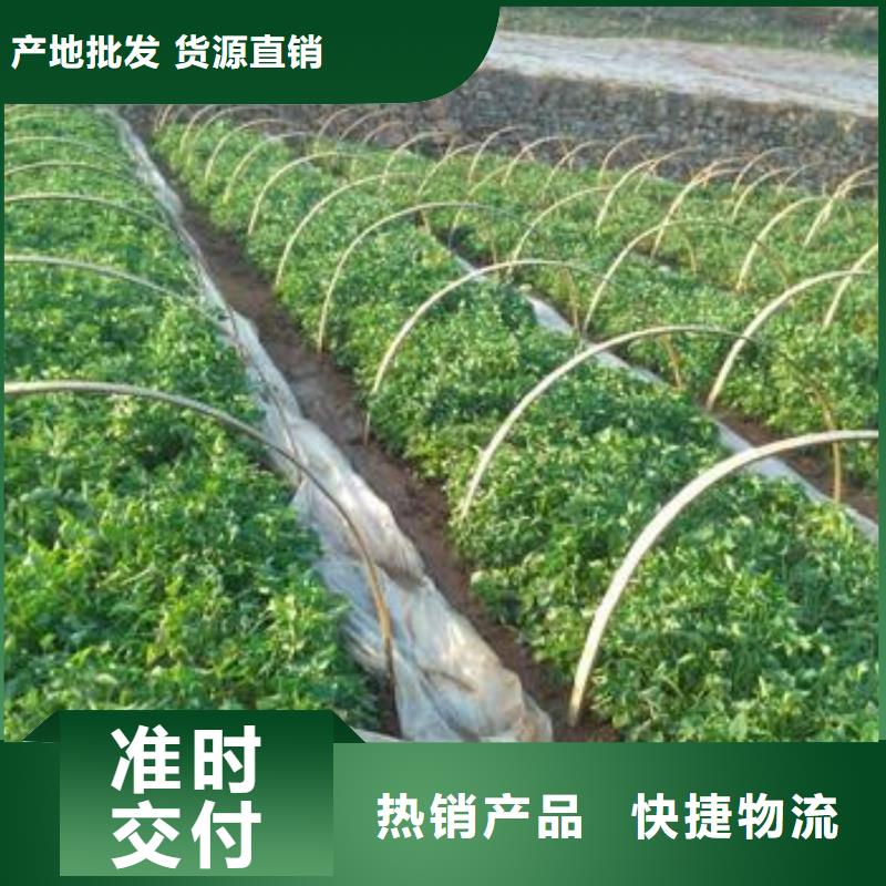 高产脱毒紫薯苗（凌紫品种）成活率高