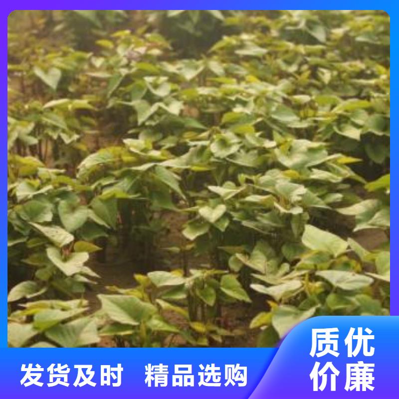 红甘薯苗（高剪苗）选择我们没错