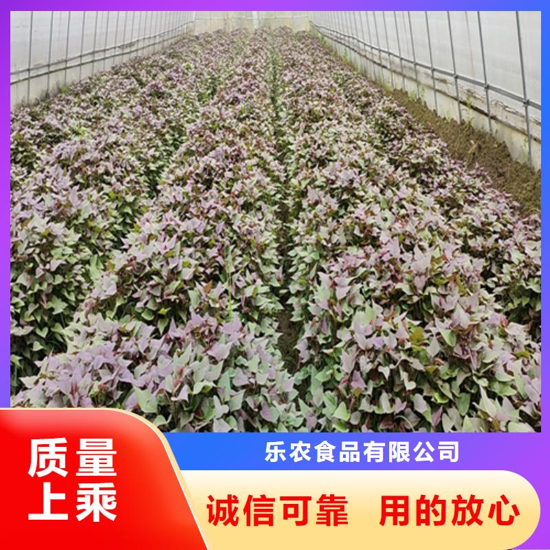 高产红薯苗（预售中）图片