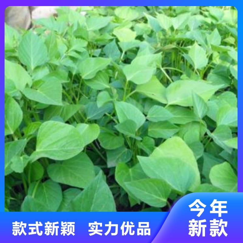 高产脱毒紫薯苗（凌紫品种）面向全国销售