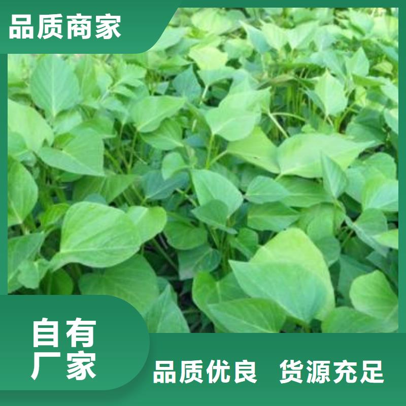 高产脱毒紫薯苗（凌紫品种）种植技术培训