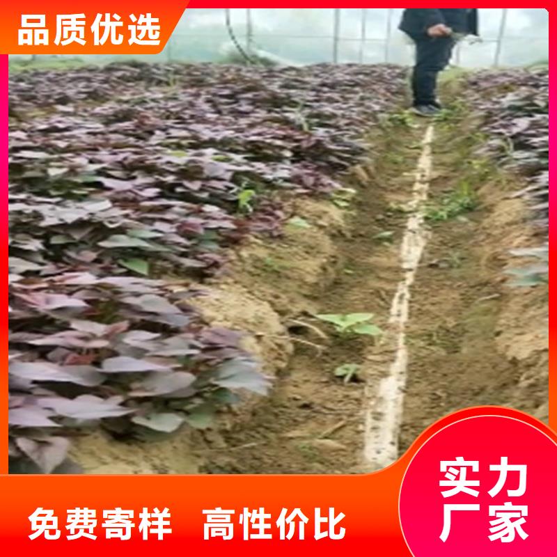 高产脱毒紫薯苗（凌紫品种）火爆销售