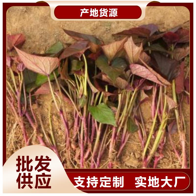 高产脱毒紫薯苗（凌紫品种）技术培训