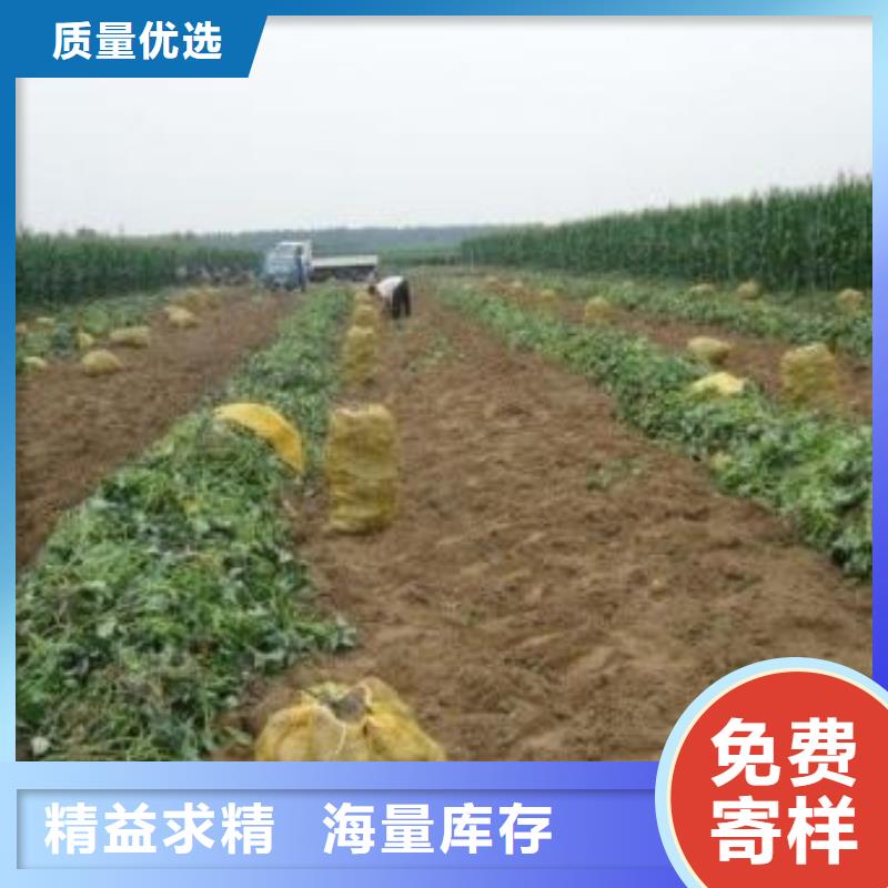 高产脱毒紫薯苗(凌紫品种)技术培训