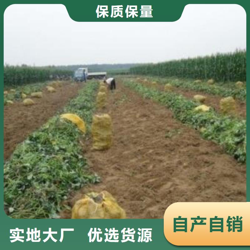 高产脱毒紫薯苗（凌紫品种）种植技术培训