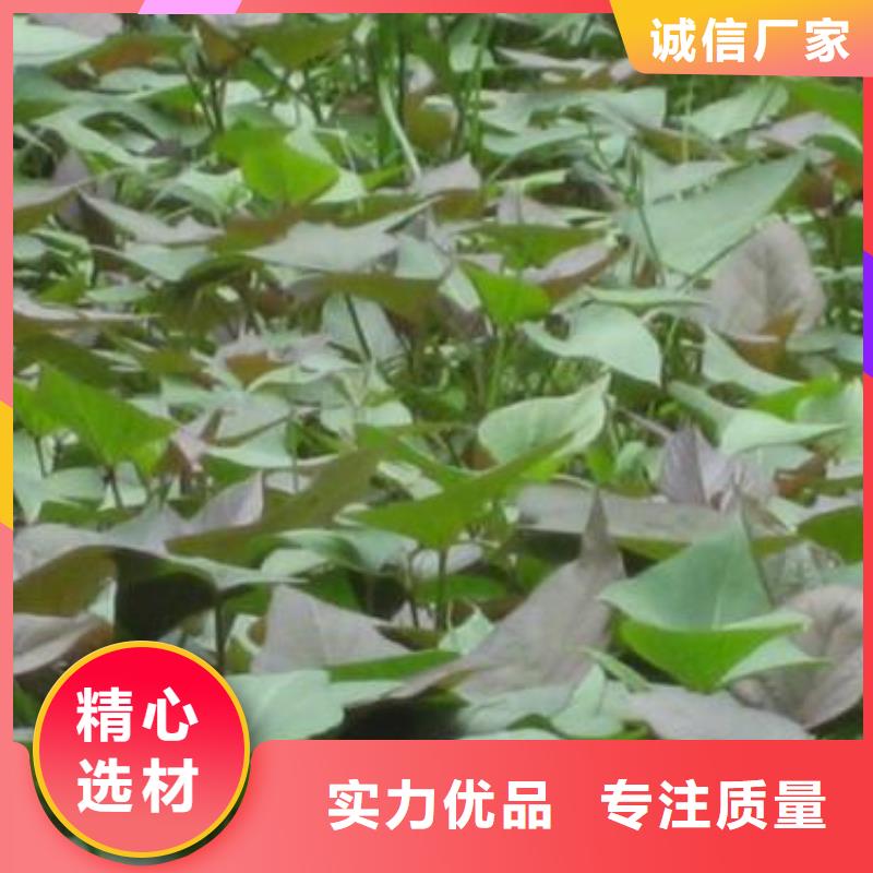 【 紫薯苗 南瓜粉厂家实力大】-乐农食品(巢湖市分公司)