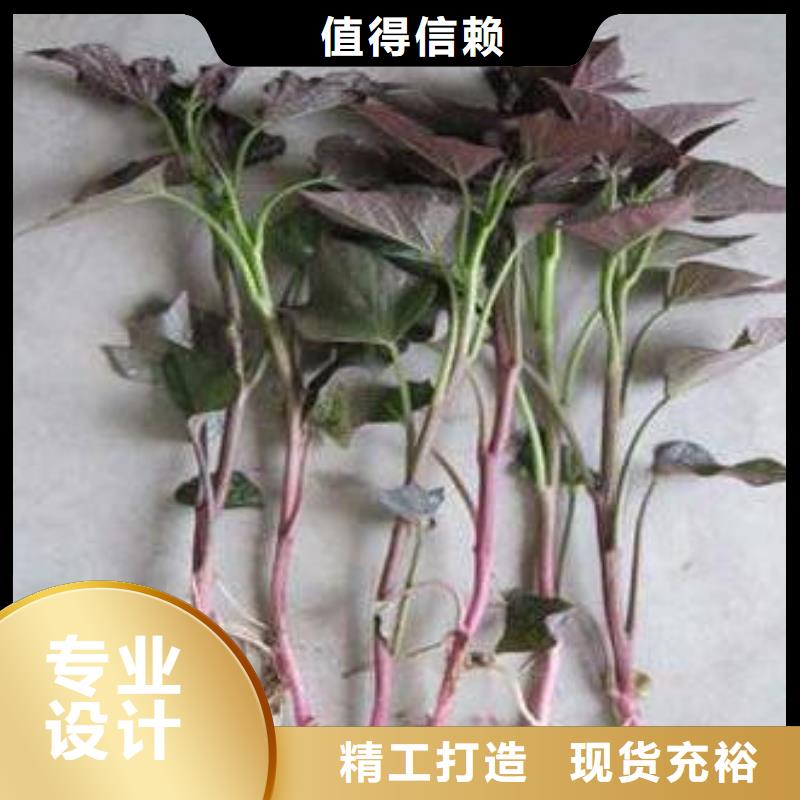 羽衣甘蓝粉视频-羽衣甘蓝粉_山西省晋城市市场覆盖阳城|高平|朔州|吕梁|临汾|太原|运城|阳泉等
