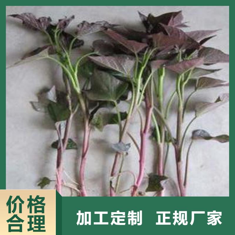 高产红薯苗（预售中）致电详询