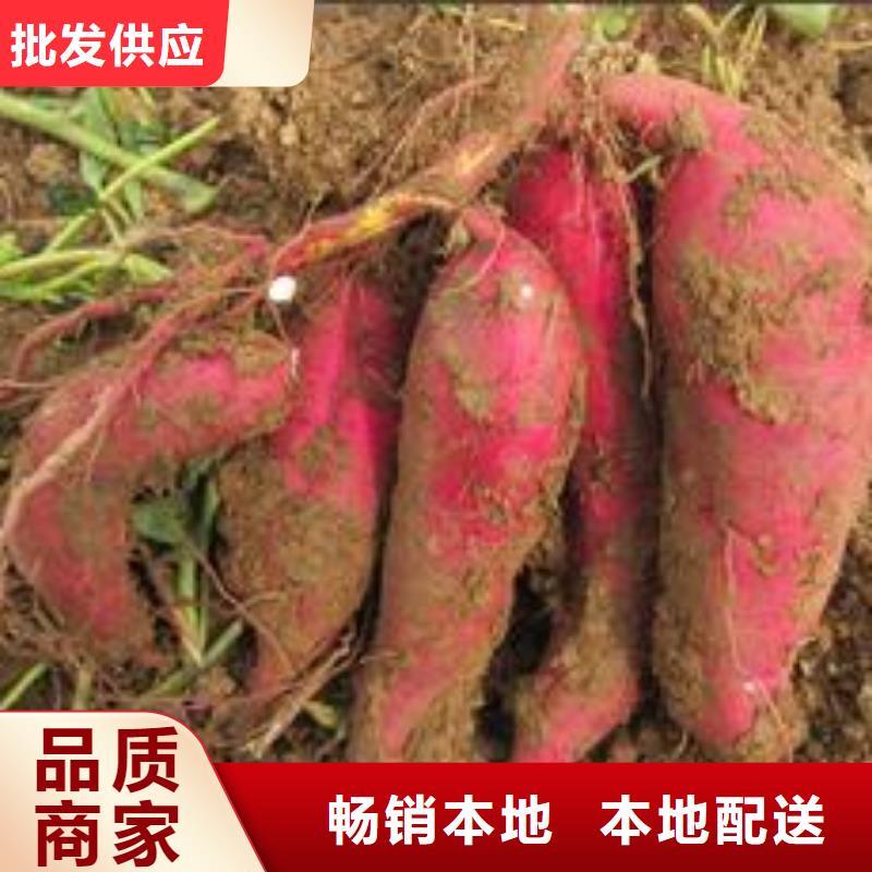 高产脱毒紫薯苗（凌紫品种）火爆销售