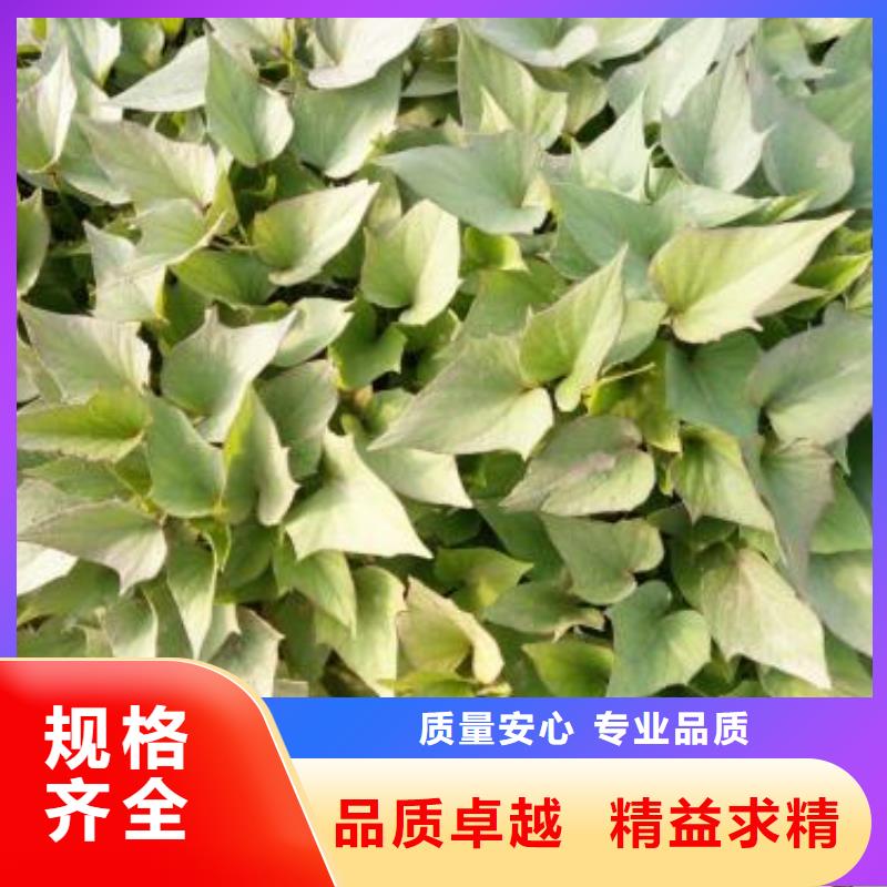 高产红薯苗(预售中)图片