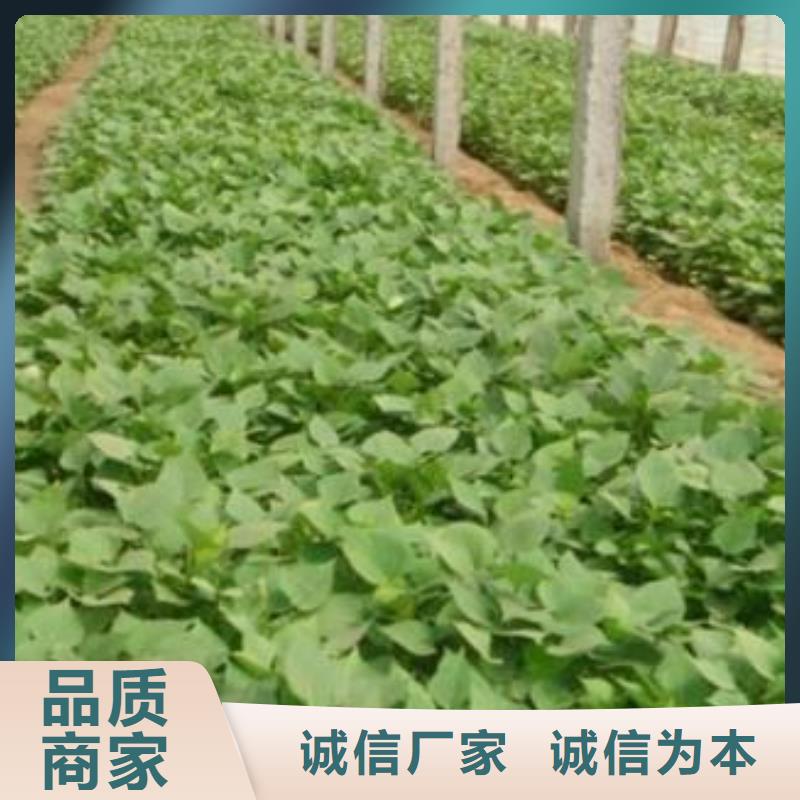 【 紫薯苗 南瓜粉厂家实力大】-乐农食品(巢湖市分公司)