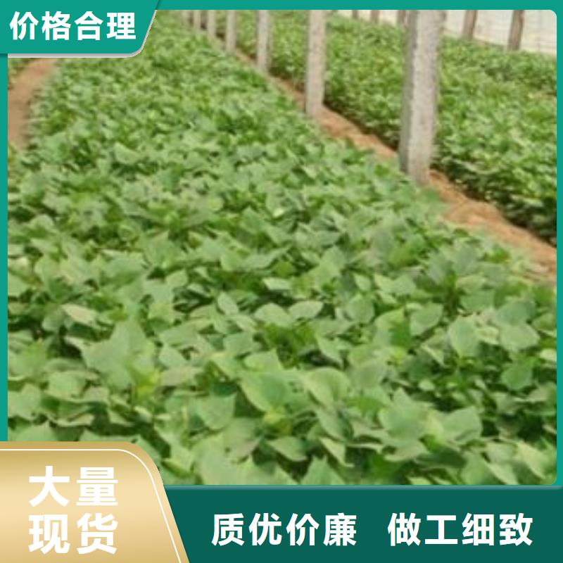 【紫薯苗】-紫薯粉厂家欢迎新老客户垂询