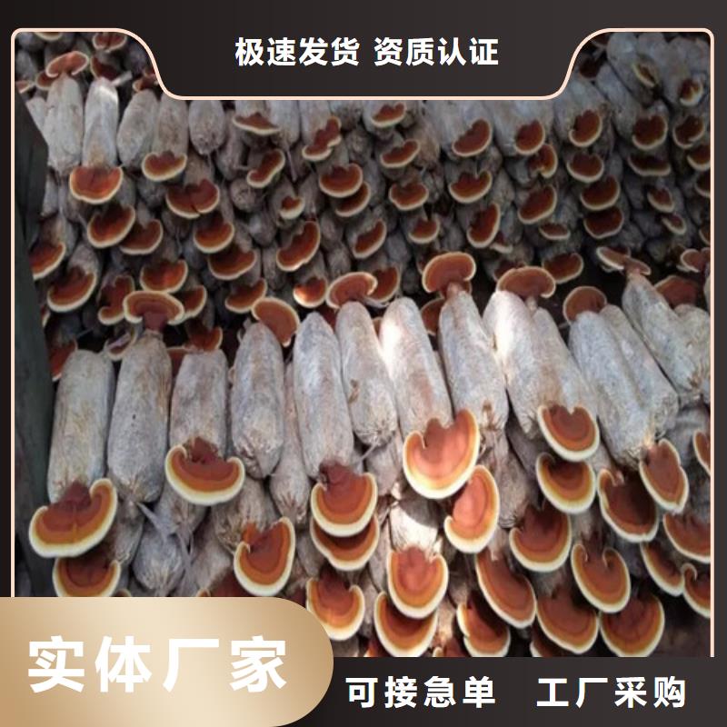 灵芝盆景视频-四川省雅安市|荥经|名山|巴中|自贡|攀枝花|宜宾|南充|乐山|广安灵芝盆景-云海