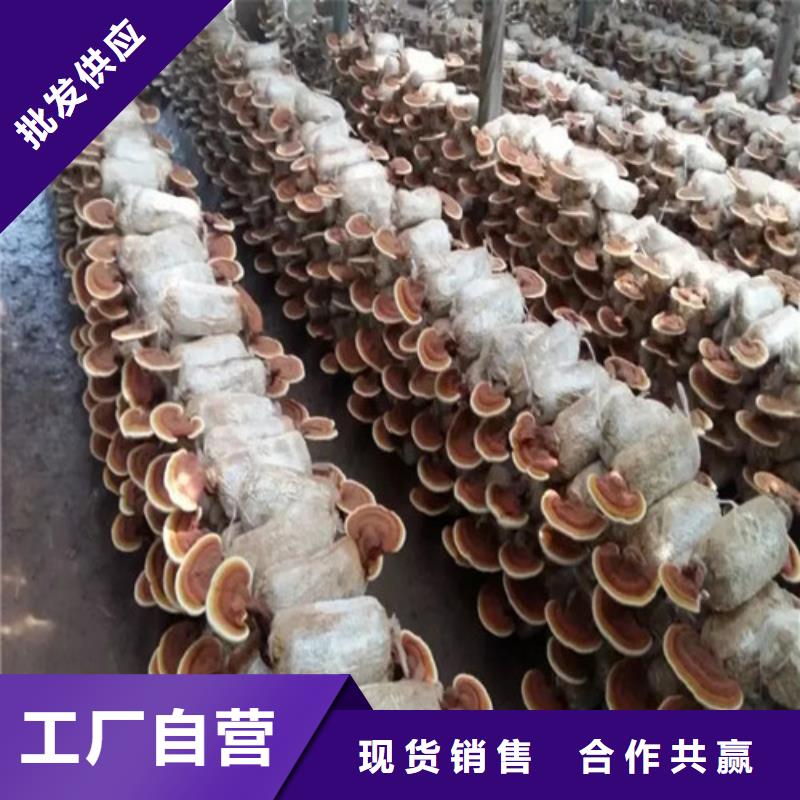 
灵芝孢子粉全国配送
