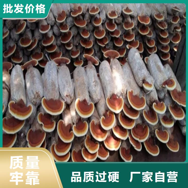 灵芝孢子粉品质为本