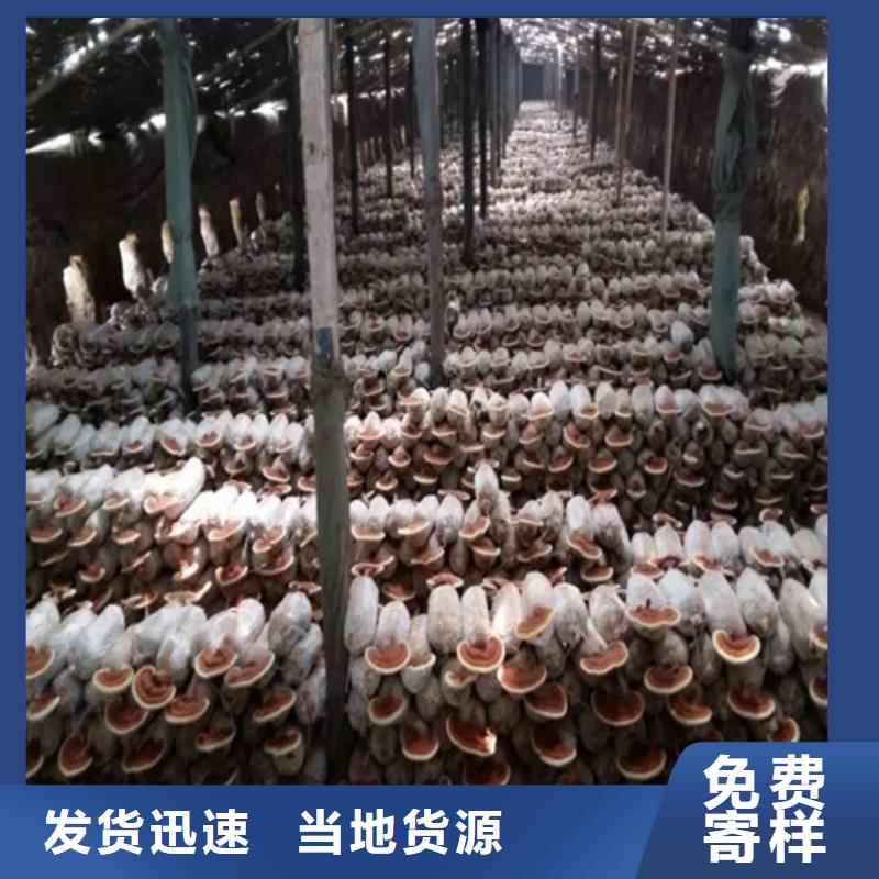 本地破壁灵芝粉厂商