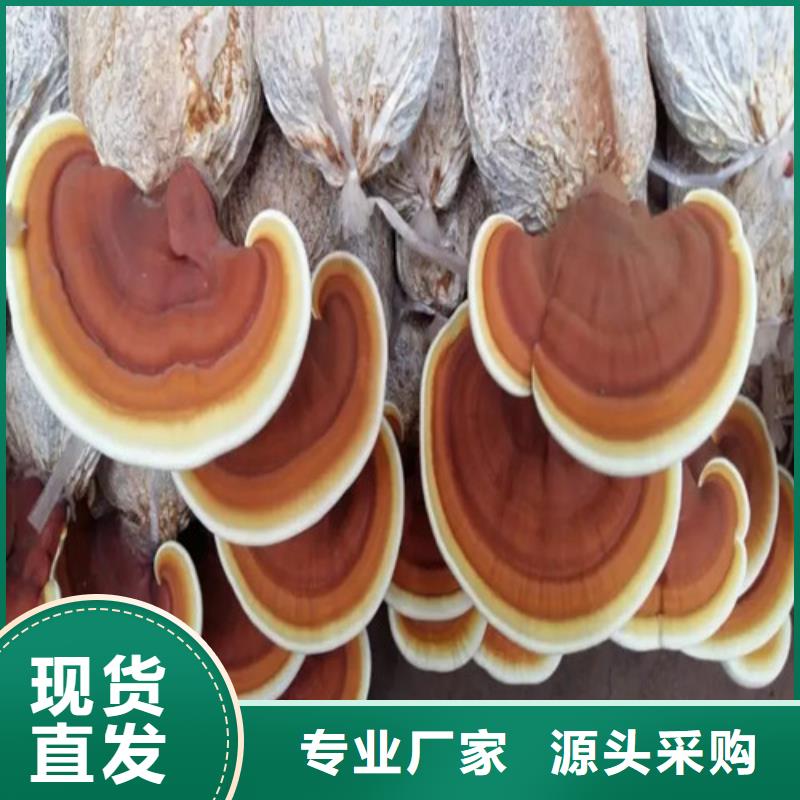 灵芝盆景视频-锡林郭勒市灵芝盆景-(周边)可服务区域呼伦贝尔|包头|通辽|乌海|阿拉善|呼和浩特