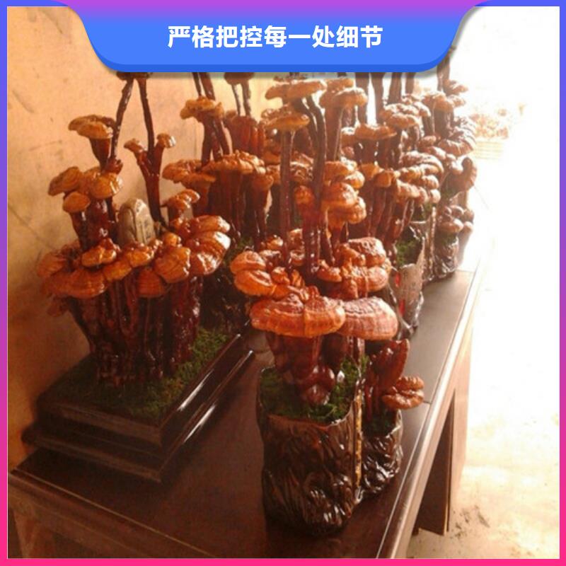 
灵芝孢子粉产地直销