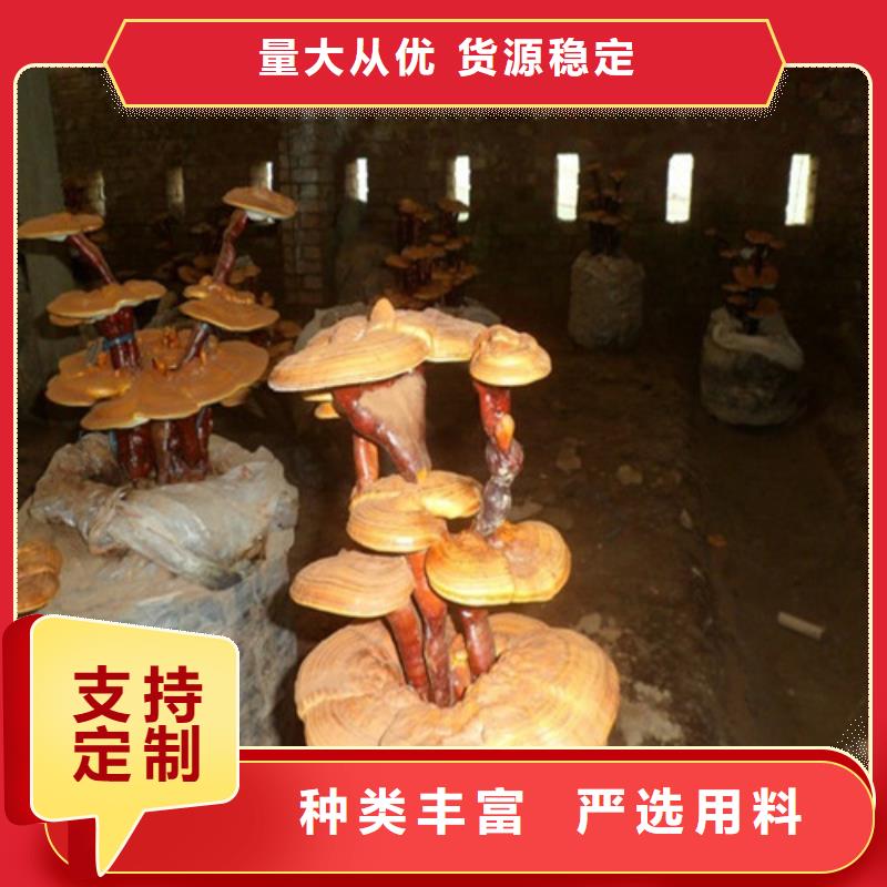 【灵芝孢子粉灵芝切片快捷物流】