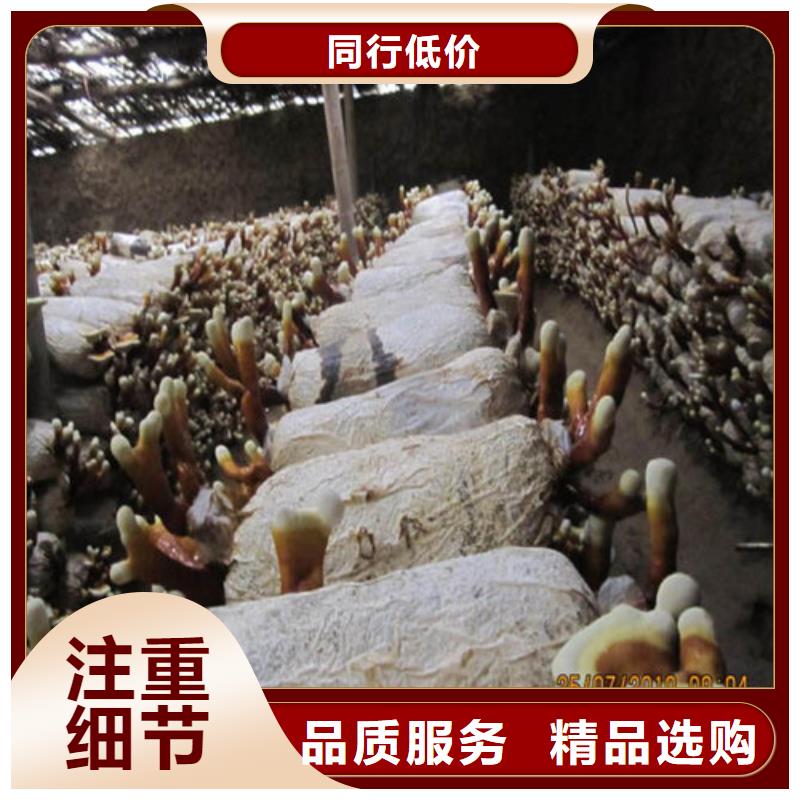 灵芝超微粉实力雄厚