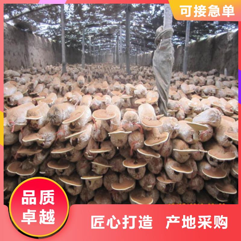灵芝盆景视频-岳阳楼|君山|湘西|益阳|长沙|株洲|怀化云海灵芝盆景_ 云海灵芝种植专业社(岳阳市分公司)