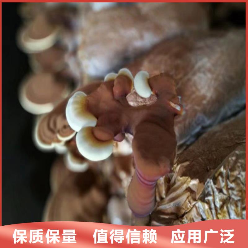 灵芝孢子粉供货及时