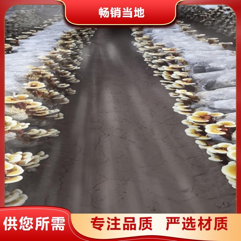 本地破壁灵芝粉厂商