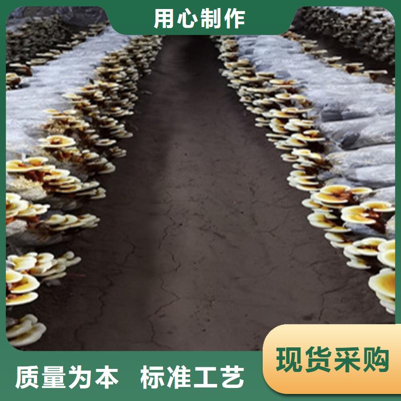 
灵芝孢子粉产地直销