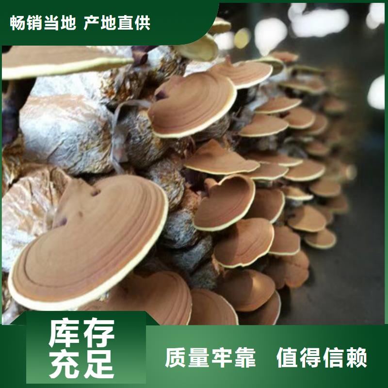 灵芝盆景视频-锡林郭勒市灵芝盆景-(周边)可服务区域呼伦贝尔|包头|通辽|乌海|阿拉善|呼和浩特