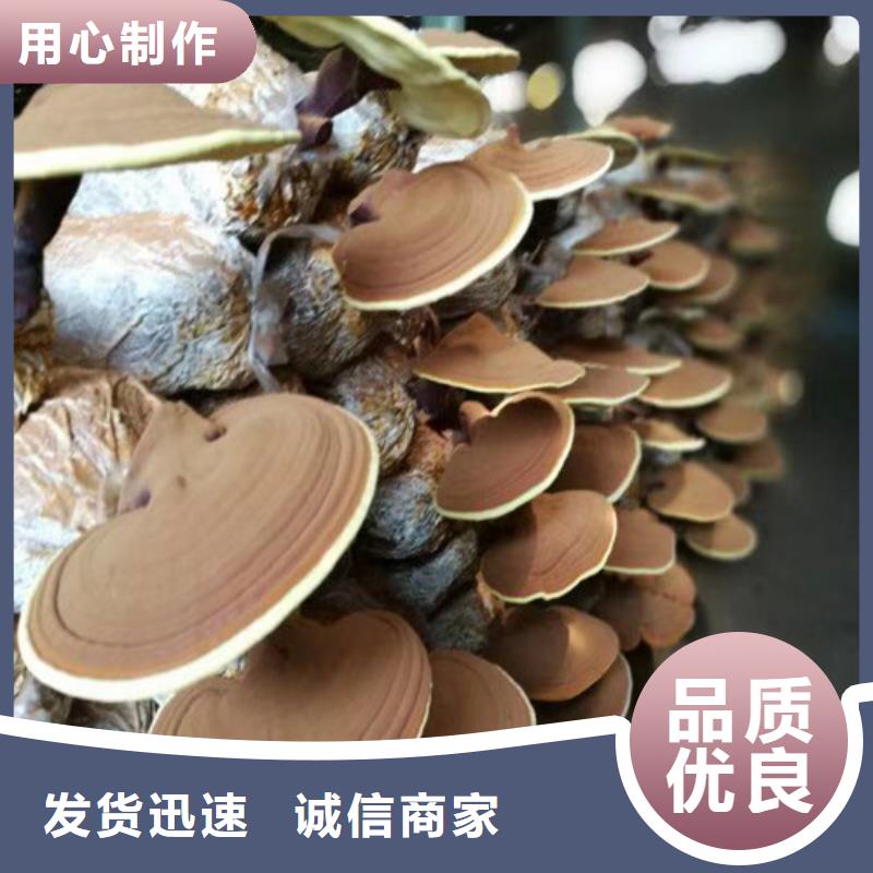 
孢子灵芝、
孢子灵芝厂家直销-发货及时