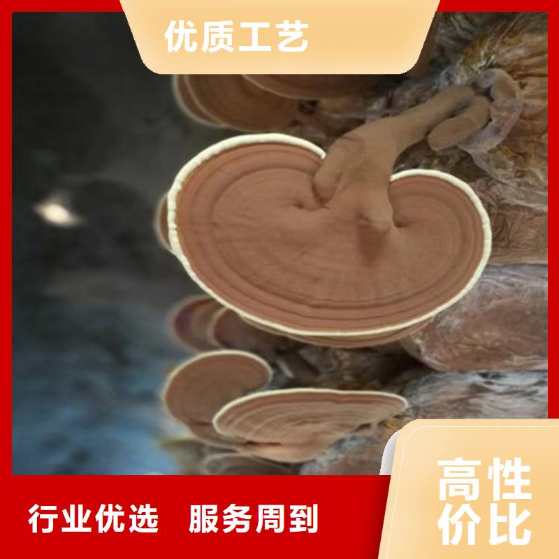 灵芝超微粉-来电订购