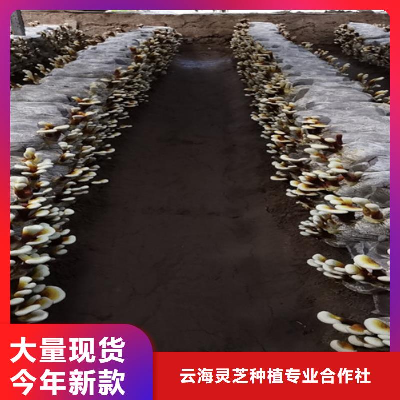 
灵芝孢子粉产地直销