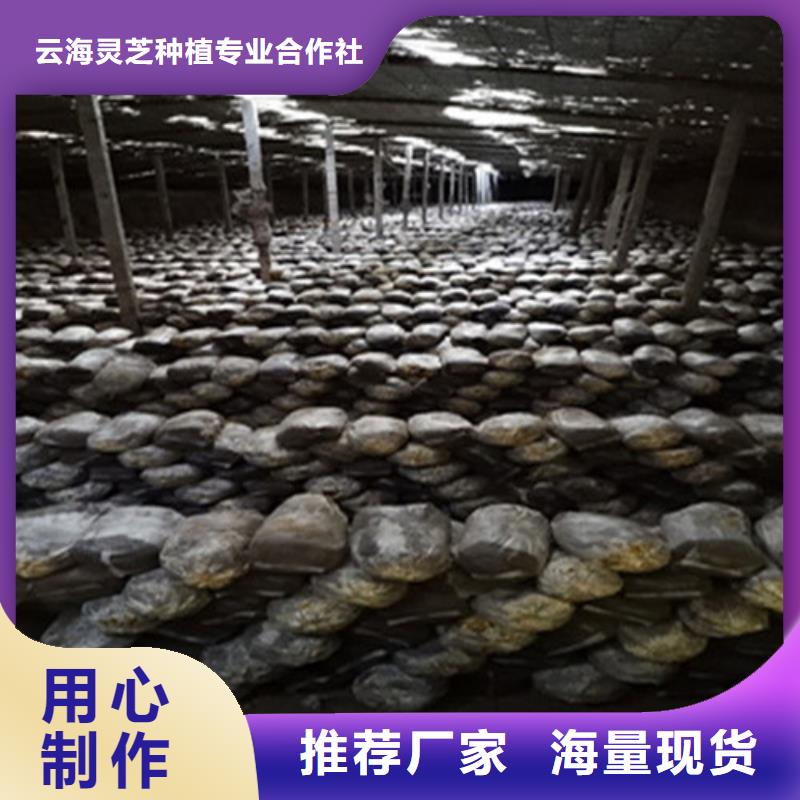 供应灵芝孢子粉的销售厂家