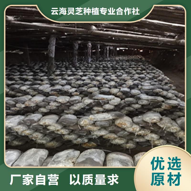 
灵芝孢子粉全国配送