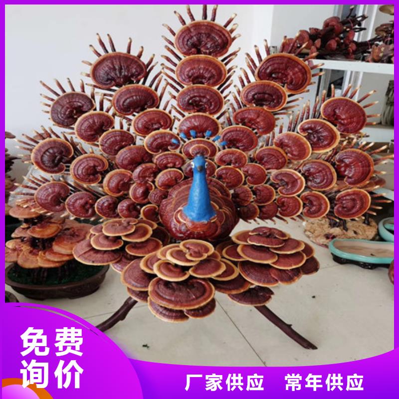 【灵芝孢子粉灵芝切片快捷物流】