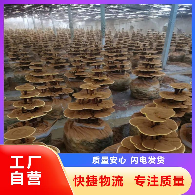 
孢子灵芝、
孢子灵芝厂家直销-发货及时