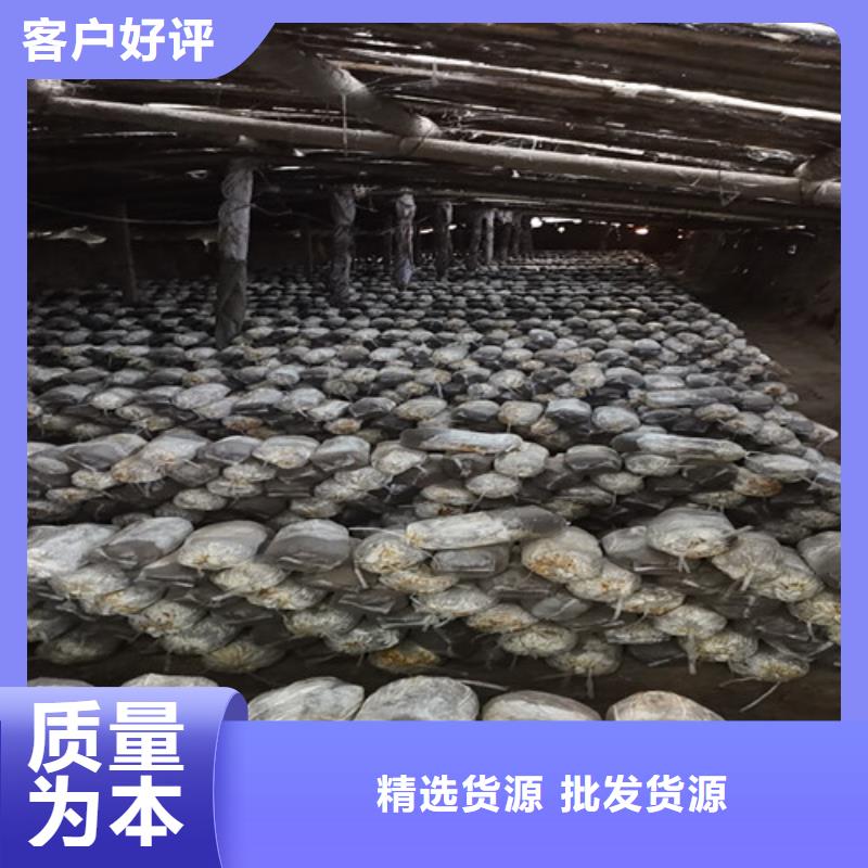 灵芝盆景视频-四川省雅安市|荥经|名山|巴中|自贡|攀枝花|宜宾|南充|乐山|广安灵芝盆景-云海