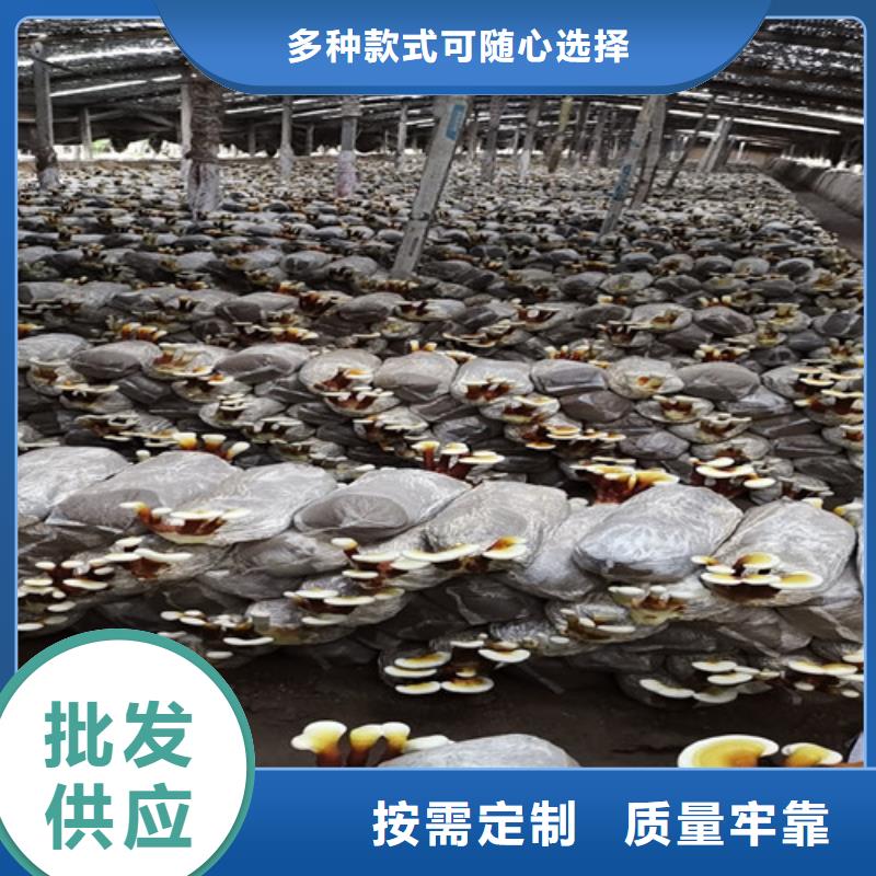 灵芝盆景视频-四川省雅安市|荥经|名山|巴中|自贡|攀枝花|宜宾|南充|乐山|广安灵芝盆景-云海